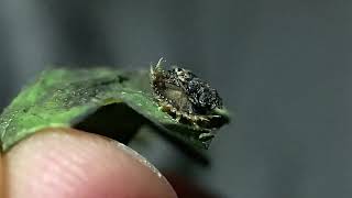 Tiny Tortoise Beetle Larvae *Video 1/3