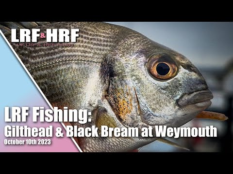 LRF Fishing: Gilthead & Black Bream Plus More!  A 13 Species Session at Weymouth