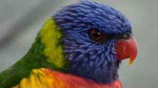 preview picture of video 'Exotic Birds - Rainbow Lorikeet'