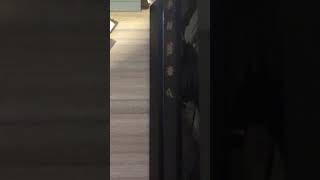 [問題] PS4 pro 7117放光碟讀取聲偏大（已確認正常