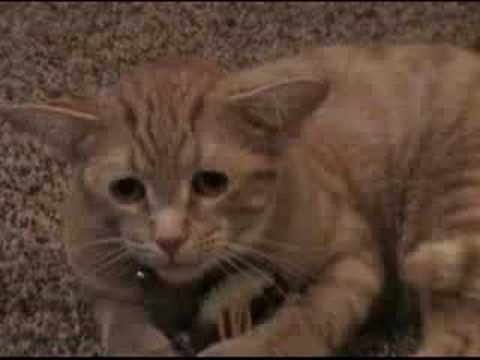 Yoda the 4-eared cat Playtime