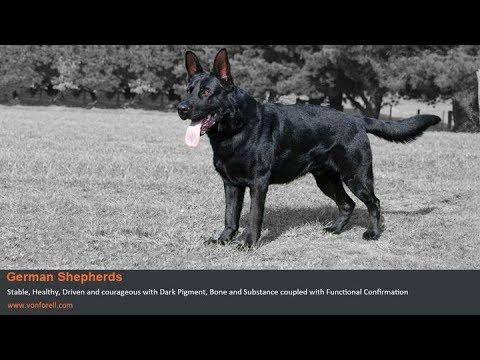 Von Forell Pamela a Gento V Haus Larwin Daughter at 12 months