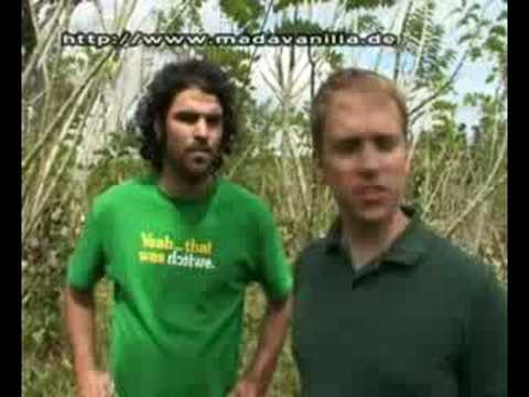 Vanille aus Madagaskar - Teil 1