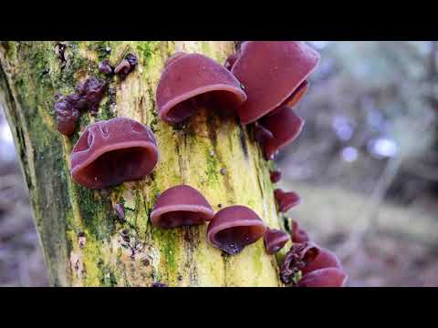 Ich brauch dich allezeit - einfach tolle Musik --  NAK-Konzert in Villingen 2009