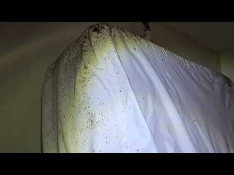 An Infestation of Bed Bugs Found Throughout the Room in Jamesburg, NJ