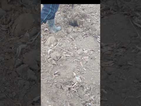  2023 年のジャガイモの植え付け時期は?それらをどのように選択すればよいでしょうか?正しく行うための簡単なヒント!  庭園