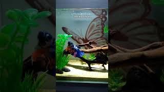 Download lagu Story ikan cupang cantik mp3