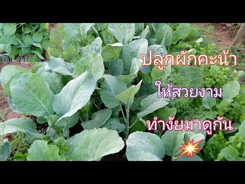 ผลกระทบใน denol แรง ความอ่อนแอน้ำมันเมล็ดสีดำ