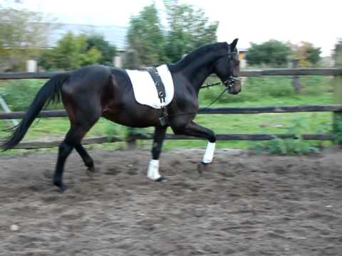 Stakkato H x For Pleasure - for SALE -- Nachwuchs-Pferd für Springen, Dressur, Vielseitigkeit 1