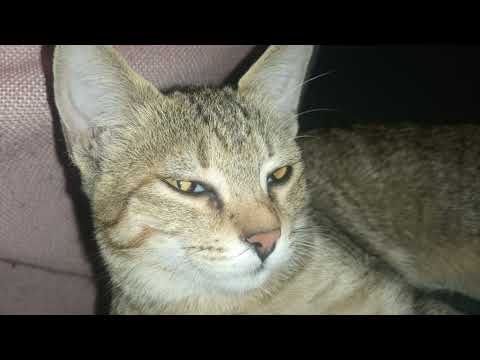 Massive Rally & open Field Fights! 🔥 Road to T22 | Rise of Kingdoms | Raju Plays