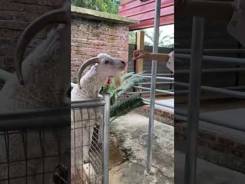 Petting zoo at Rimba Razia, Terengganu✨ #animals #minizoovlog #minizoo