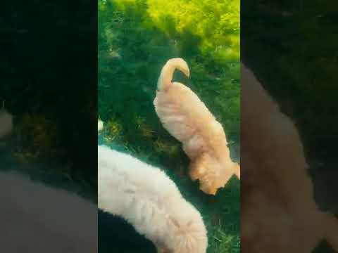 Labradoodle puppy for sale