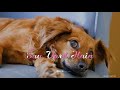 Sau Dard Hai Sad WhatsApp Status Salman Khan Akshay Kumar Preity Zinta Full HD