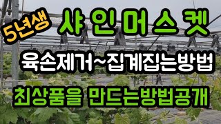 #샤인머스켓재배기술 #시설하우스비가림비닐하우스 #육손제거작업집계집기