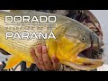 Golden | Dorado: Treasure of the Paraná - Fly Fishing in South America