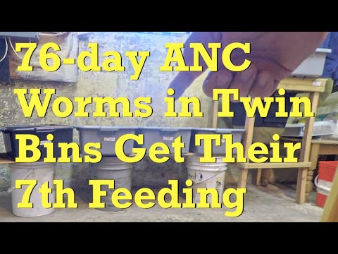 African nightcrawler worm bins fed 7th time on day 76 - vermicompost