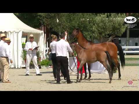 N 59 BIBIE DE NARTHOUX