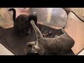 Black Cat And Gray Tabby In An Intense Showdown While Another Watches From The Sidelines