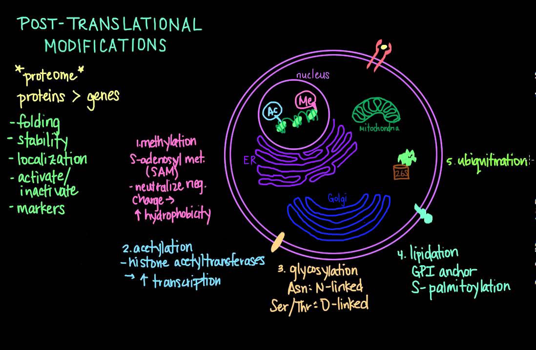 Post-Translational Modifications