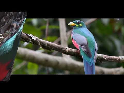 The Narina Trogon is a member of the Trogonidae family #birdlife