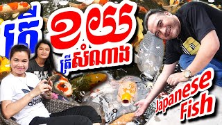 preview picture of video 'ត្រី ខយ Beautiful Koi Fish - Lucky Fish - Most Expensive Koi US$1,700,000 Auctioned in Japan'