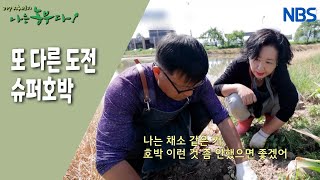 [꽃 농부와 여왕벌] 이모작 작물로 슈퍼호박 선택??
