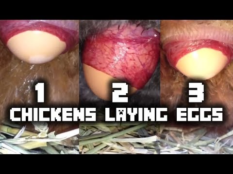Chickens Laying Eggs! (Close Up 4!)