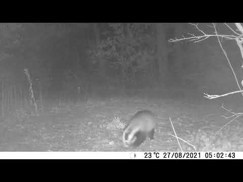 tasso urina / peeing badger