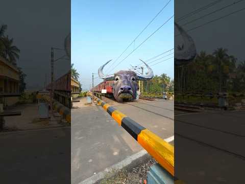Funny Buffalo Headed Train #shorts