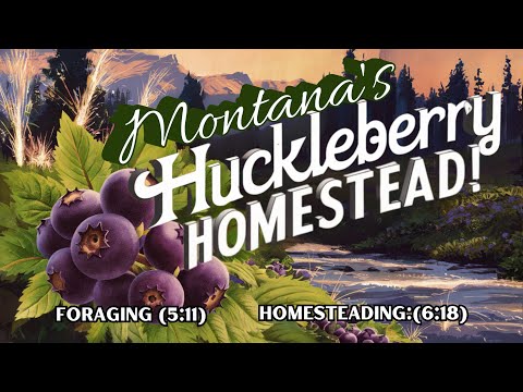 Huckleberry Homestead! Forage Montana's Tasty Treasures #howtocook #montana  #homesteading