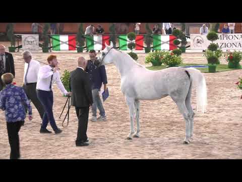 N.72 TF ESMERALDA - Italian Nationals 2018 - 4-6 Years Old Mares (Class 7)