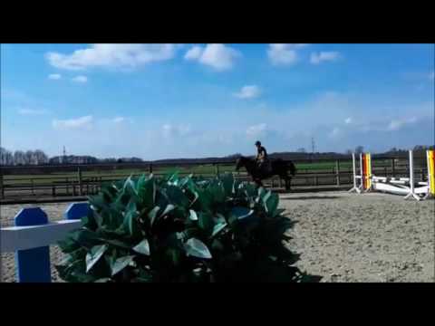 4y mare by Cabachon ( Casall) x Cor de la Bryere /RenomeeZ /