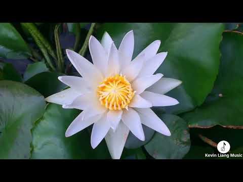 Garden of Calm | Relaxing Tunes with Flower Imagery | Kevin Liang Music