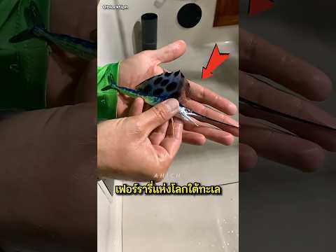 ปลานักซิ่งที่เร็วแรงกว่ารถสปอร์ต! #sailfish