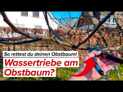 Wassertriebe am Obstbaum? So rettest du deinen Obstbaum!