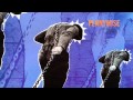 Pennywise - "Nothing" (Full Album Stream)
