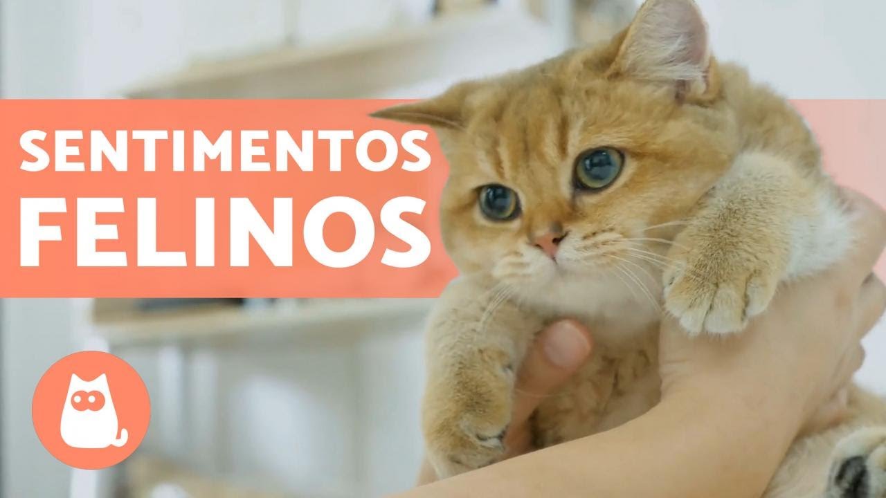 GATOS têm SENTIMENTOS? O que eles sentem? 😸