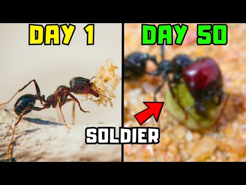 I gave my ant colony proteins, they raised SUPER ants