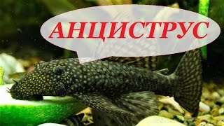 Сколько лет живет сом прилипало