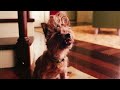 The Cat In The Hat 2003 35mm Film Trailer FS
