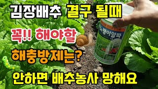 김장배추 결구전후 꼭 해야할 해충방제 안하면 배추농사 망해요 배추진딧물 배추청벌레 달팽이약 뿌리기 달팽이 퇴…
