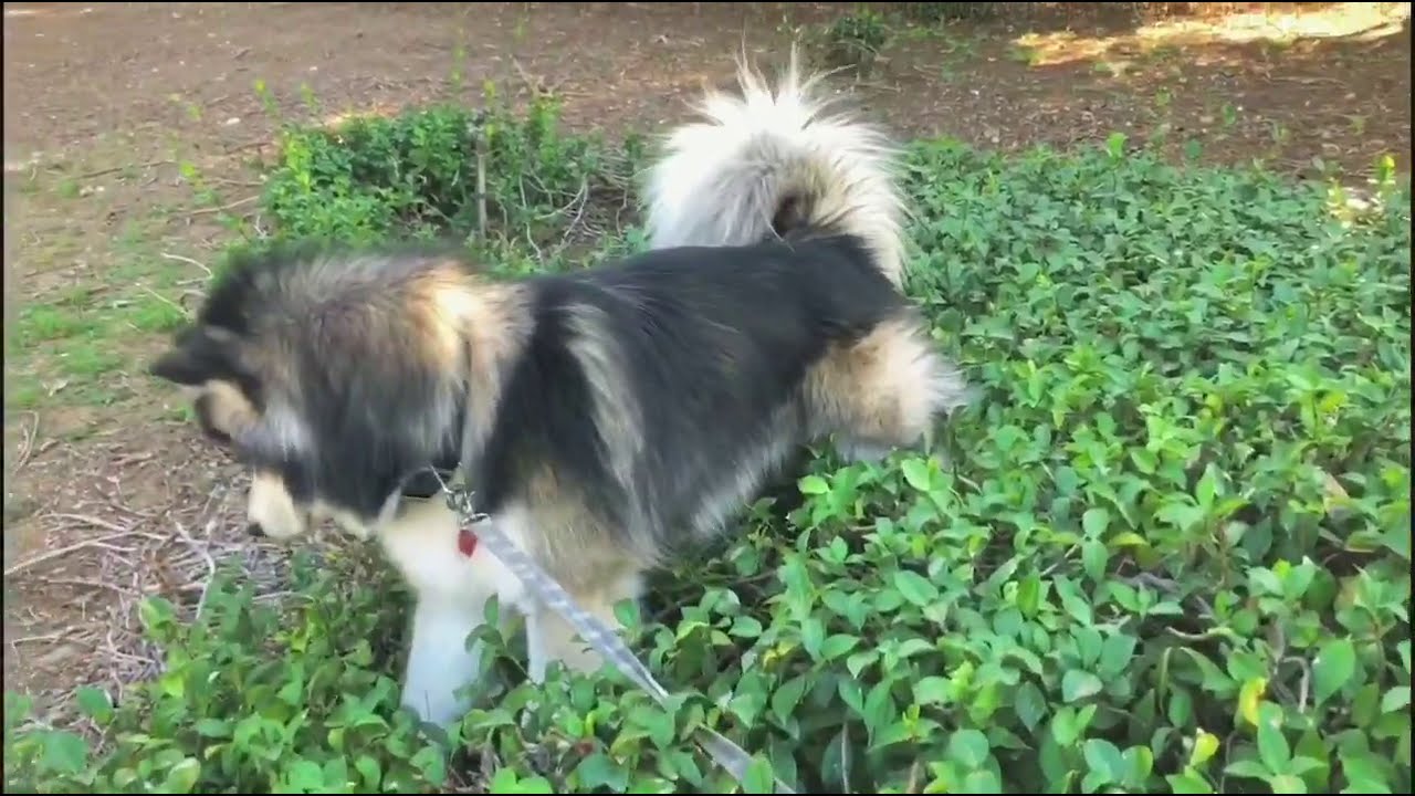 https://www.youtube.com/embed/zIRrILAwigA