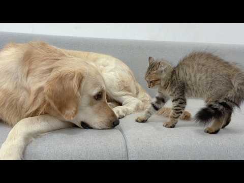 YouTube 썸네일
