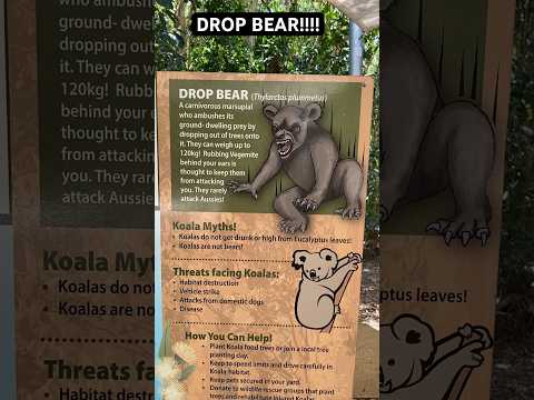 The dangerous DROP BEAR #australia #fyp #shortvideo #shorts #bears