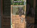 The dangerous DROP BEAR #australia #fyp #shortvideo #shorts #bears