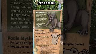 The dangerous DROP BEAR #australia #fyp #shortvideo #shorts #bears