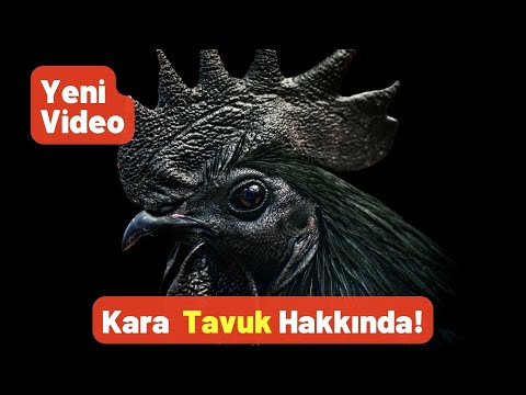 , title : 'Kara Tavuk: Siyah Tavuklar Hakkında Tüm Merak Edilenler #tavuk #yumurta - Pratik Bilgi Bankası'