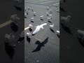 Seagull S Parking Lot