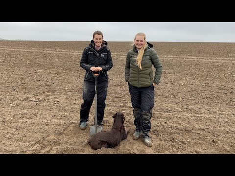 Aktuelle Situation Weizen und Mais Mai 2021