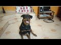 My Dog Speak Training Angel The Rottweiler Barking Training